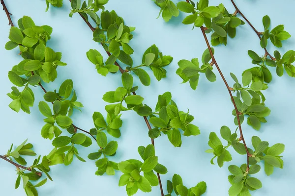 top view of branches with blooming green leaves on blue background