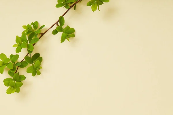 Top View Branch Blooming Green Leaves Yellow Background — Stock Photo, Image