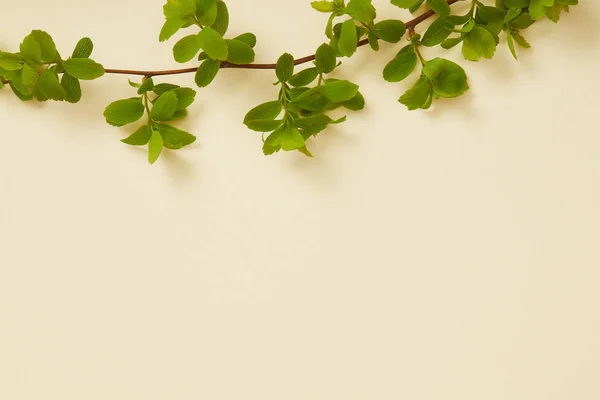 Bovenaanzicht Van Boomtak Met Bloeiende Groene Bladeren Gele Achtergrond — Stockfoto