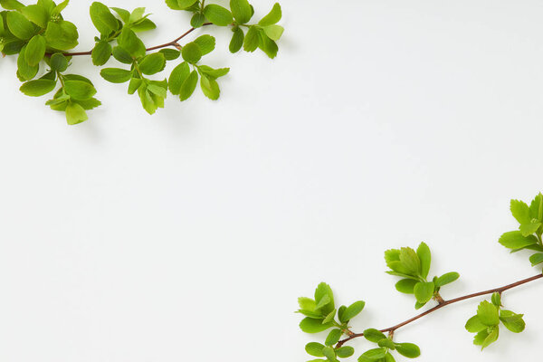 top view of branches with blooming green leaves in corners on white background