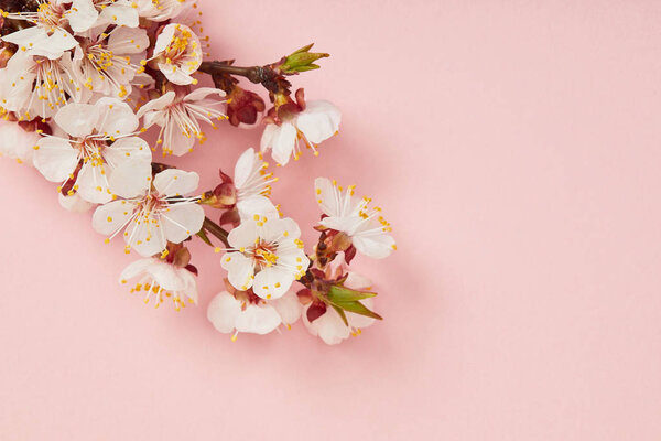 top view of tree branch with blooming spring flowers on pink background