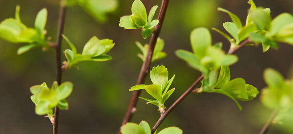 panoramic shot of green blooming leaves on tree branches in spring
