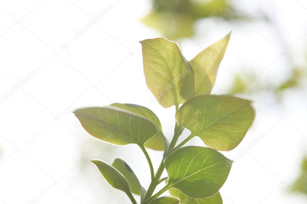 tree branch with green leaves in sunlight on blurred background