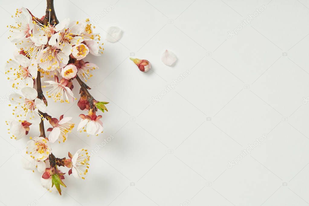Top view of tree branch with blooming spring flowers and petals on white background