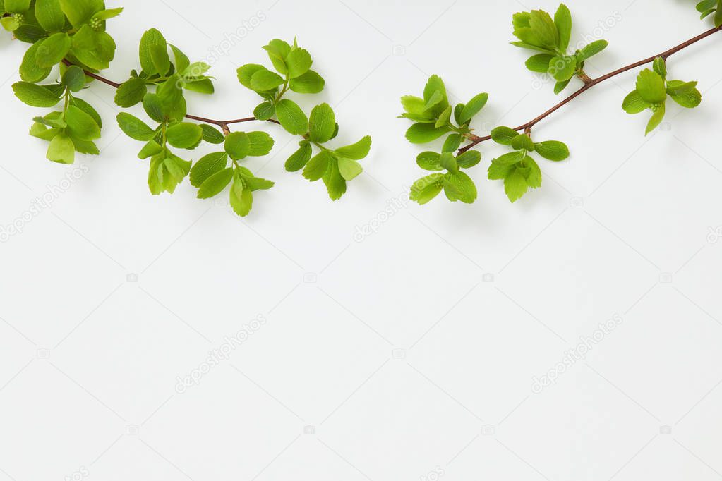 top view of branches with blooming green leaves on white background