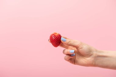 cropped view of woman holding ripe red organic strawberry isolated on pink  clipart