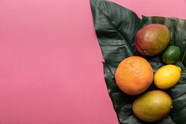 kopya alanı ile pembe arka plan üzerinde yeşil yaprakları üzerinde tüm olgun tropikal narenciye ve mango üst görünümü