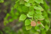Selektivní zaměření jarních a zelených listů na větvích stromů
