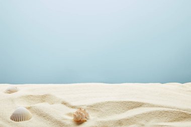 scattered seashells on textured sand on blue background clipart