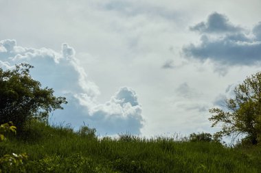 Beyaz bulutlar ile mavi huzurlu gökyüzü altında çalılar ile yeşil çim düşük açı görünümü