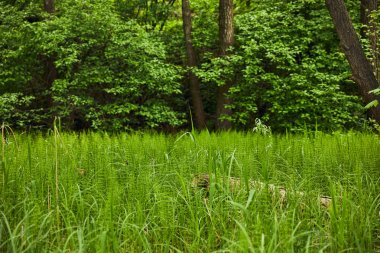 Landscape with green grass on forest background clipart