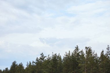 ağaçların tepesinde beyaz gökyüzünün düşük açı görünümü