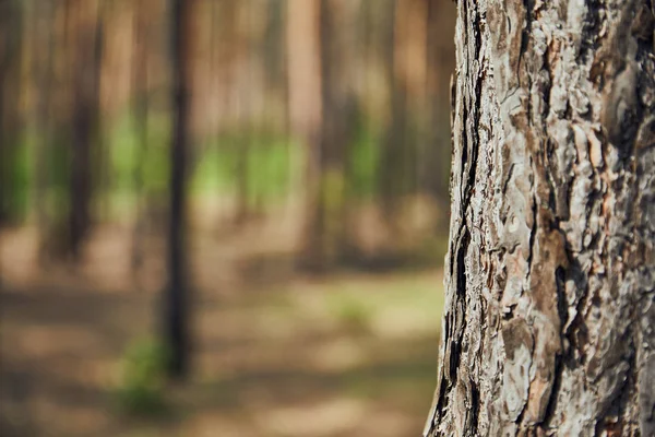 Vista Ravvicinata Dell Albero Strutturato Nella Foresta Con Spazio Copia — Foto Stock