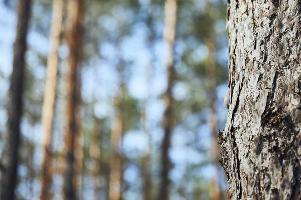 Vista Cerca Corteza Texturizada Del Árbol Bosque Con Espacio Copia — Foto de Stock