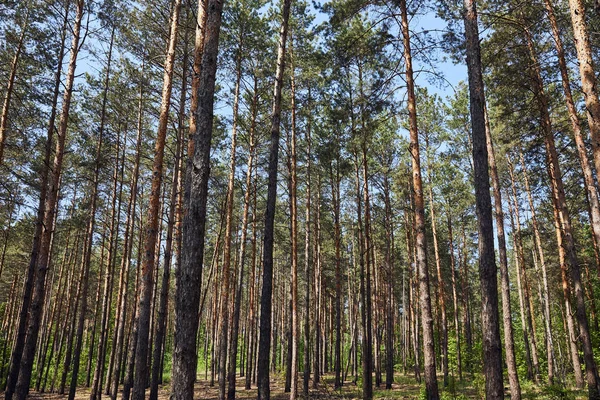 Low angle view of firs trees in peaceful green forest