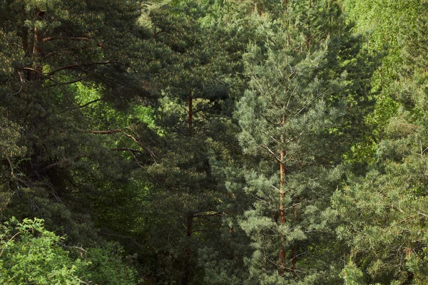 Luchtfoto Van Groene Dennenbomen Overdag Het Bos — Stockfoto