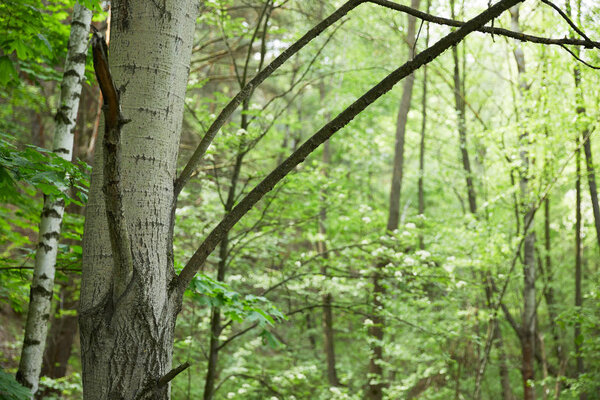 birch trunks and branches with green forest on background