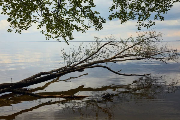 Foglie Verdi Sui Rami Vicino Fiume Con Cielo Blu Riflessione — Foto Stock