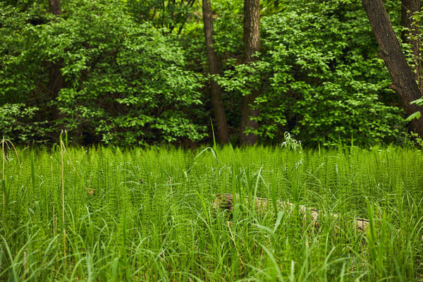 Пейзаж с зеленой травой на фоне леса
