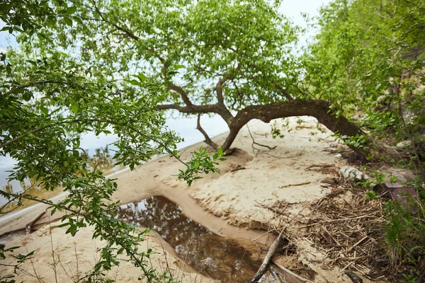 Πράσινα Φύλλα Στα Κλαδιά Των Δέντρων Κοντά Ποταμό Ακτογραμμή Άμμου — Φωτογραφία Αρχείου