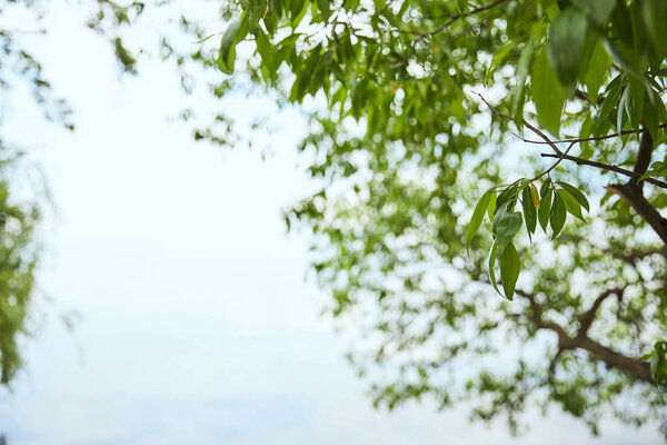 Ветка дерева с зелеными листьями на голубом фоне неба
