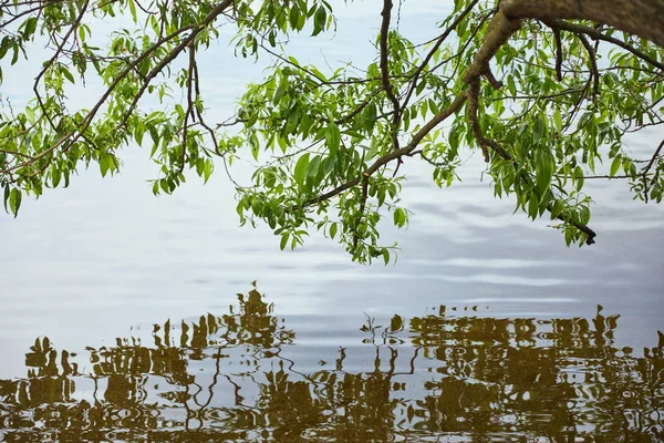 Gröna Blad Träd Reflekteras Flodvatten — Stockfoto