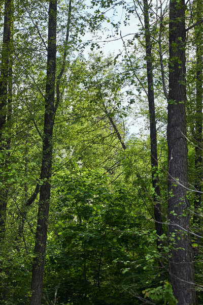 Green trees in forest with leaves on branches