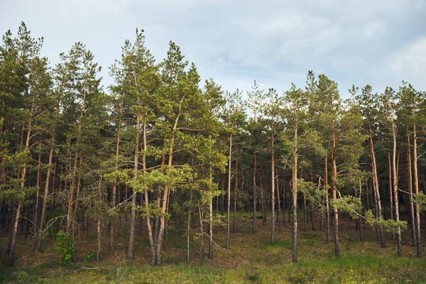 Paisaje Bosque Pinos Con Árboles Bajo Cielo Azul —  Fotos de Stock