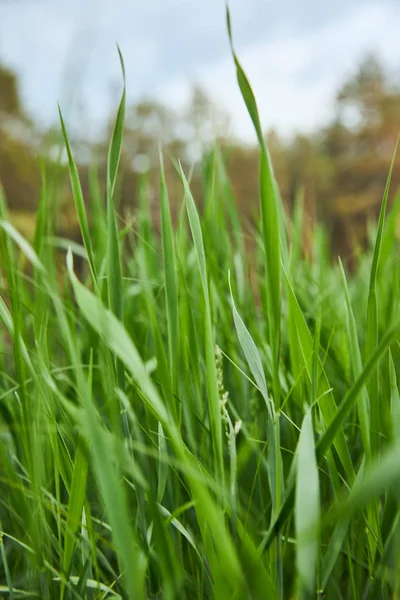 Close View Light Green Grass Forest Background — Stock Photo, Image
