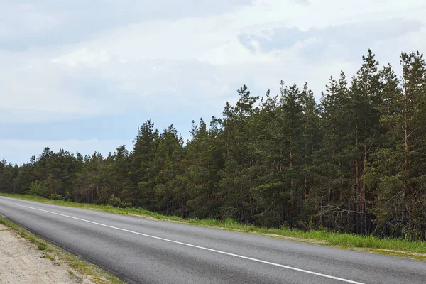 Las Sosnowy Pobliżu Autostrady Białym Tle Nieba — Zdjęcie stockowe