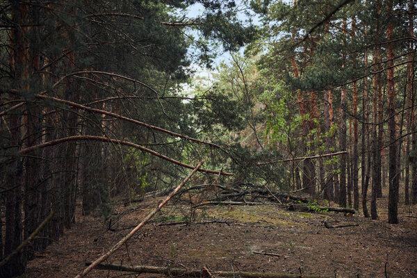 landscape of pine forest with fallen trees and big branches
