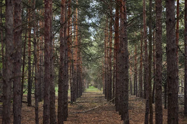 Skog Med Höga Tallstrukturerade Träd Rader — Stockfoto