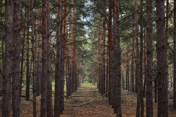 forest with tall pine textured trees in rows