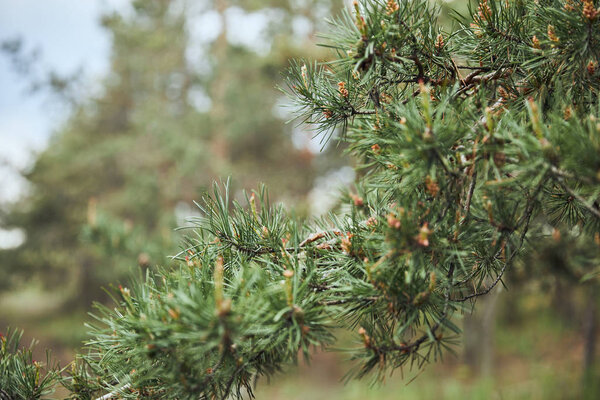 selective focus on green pine branch with needles