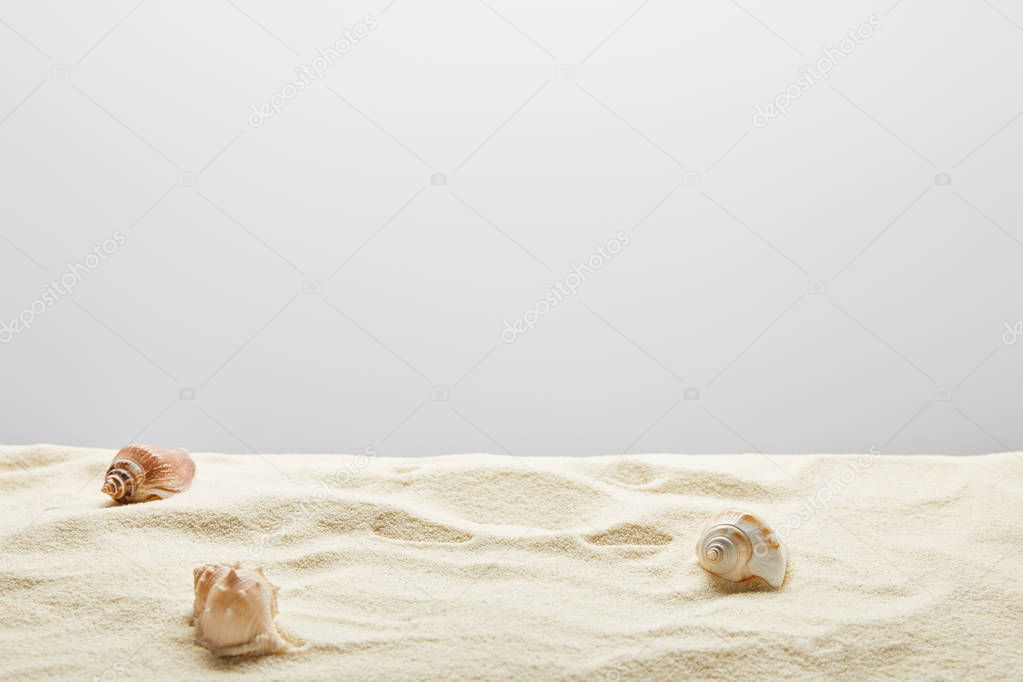 scattered seashells on textured sand on grey background