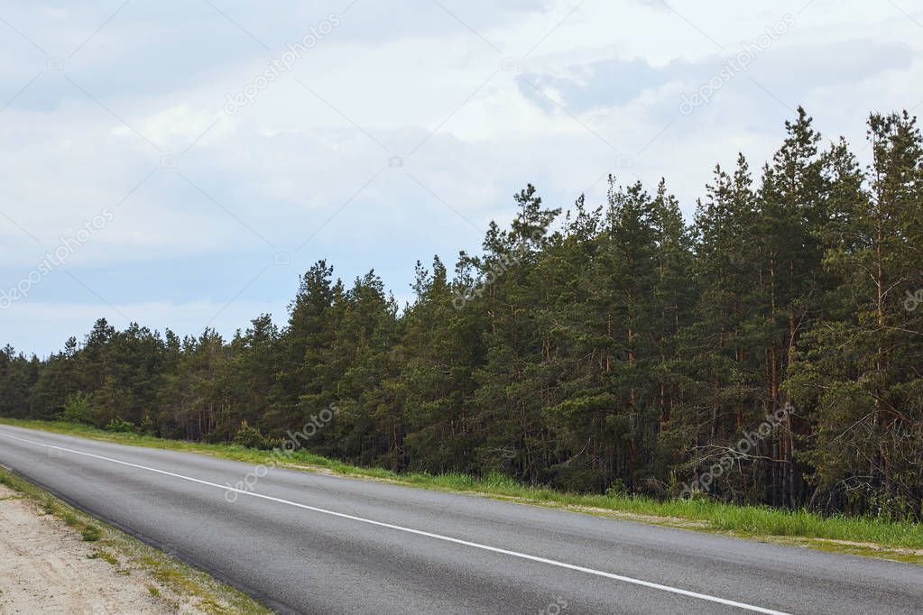 pine forest near highway on white sky background 