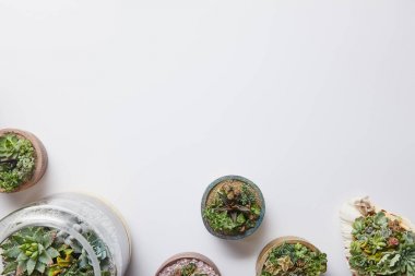 kopya alanı ile beyaz arka plan üzerinde çeşitli saksılarda yeşil sulu üst görünümü