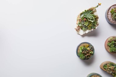 kopya alanı ile beyaz arka plan üzerinde çeşitli saksılarda sulu üst görünümü