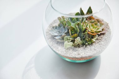 close up view of green succulent in glass aquarium on white table with shadow clipart