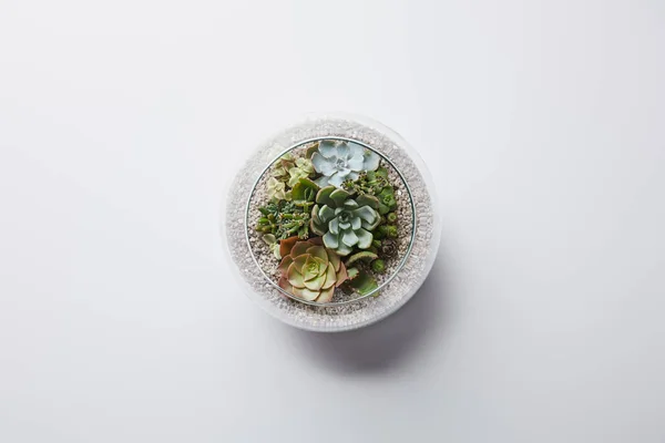 白い背景にガラスの植木鉢の緑の装飾的な多肉植物の上の眺め — ストック写真