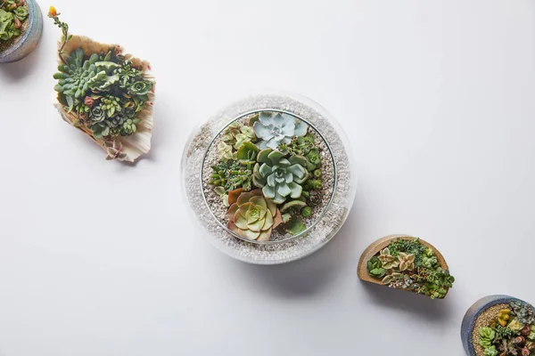 白い背景に植木鉢と貝殻の緑の多肉植物のトップビュー — ストック写真