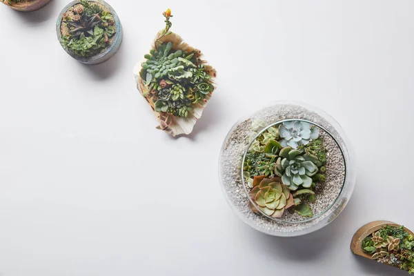 공간이있는 배경의 화분과 조개에 식물의 상단보기 — 스톡 사진