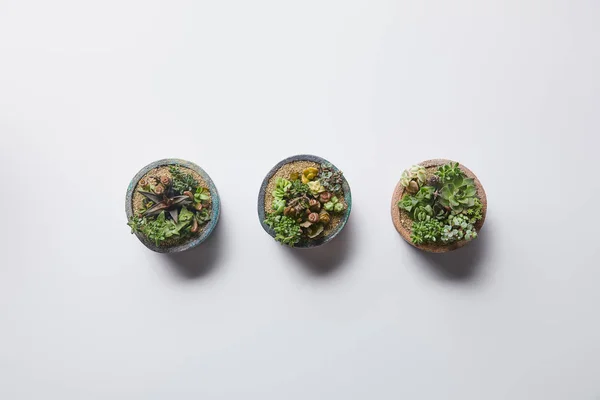 Top View Green Succulents Three Flowerpots White Background — Stock Photo, Image