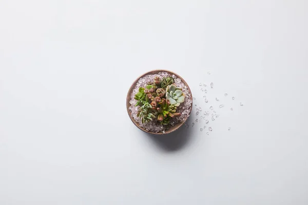 白い背景に植木鉢のエキゾチックな多肉植物のトップビュー — ストック写真
