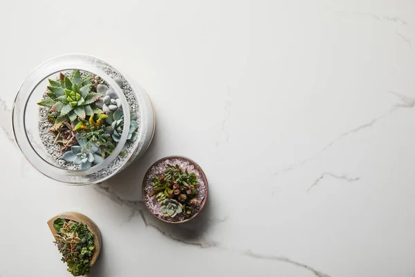 Top View Green Succulents Flowerpots White Marble Background — Stock Photo, Image