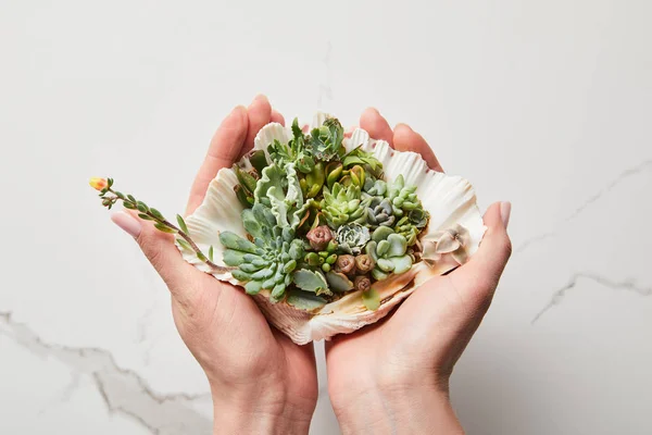 Cropped View Woman Holding Green Succulent Seashell Textured Marble Background — Stock Photo, Image