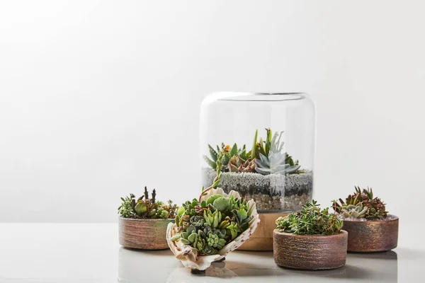 Succulents Exotiques Verts Sous Verre Dans Des Pots Fleurs Sur — Photo