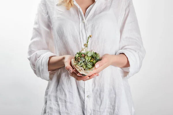 Cropped View Woman Holding Green Succulent Seashell Isolated White — Stock Photo, Image