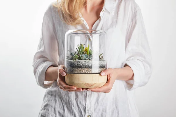 Cropped View Woman Holding Green Succulent Glass Flowerpot Stones Isolated — Stock Photo, Image