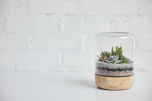 Green Succulent Glass Wooden Flowerpot Table White Brick Wall — Stock Photo, Image